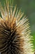 Escardot (Dipsacus sylvestris)