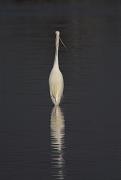 Martinet blanc ( Egretta garzetta)