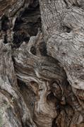 Tronc d'olivera mil.lenària. Textures del tronc.