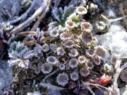 Cladonia fimbriata forma glacialis