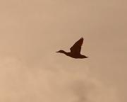 Silueta en vol d'ànec collverd. Anade azulón (Anas platyrhynchos)