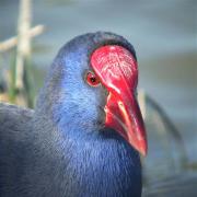 Mirada (Porphyrio porphyrio)