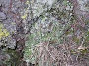 Cladonia chlorophaea (Flörke) Sprengel