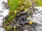 Collema auriforme (With.) Coppins & Laundon