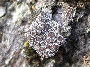 Lecanora chlarotera Nyl.