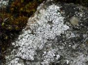 Lecanora_intricata (Ach.) Ach.