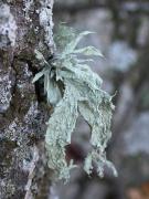 Ramalina fraxinea (L.) Ach.