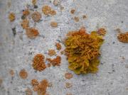 Xanthoria elegans (Link.) Th. Fr.et Caloplaca saxicola (Hoffm.) Nordin