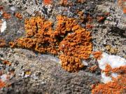 Xanthoria elegans (Link.) Th. Fr.