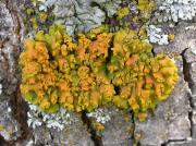 Xanthoria fallax (Hepp) Arnold