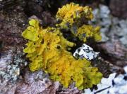 Xanthoria parietina (L.) Th. Fr.