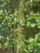 Lobaria pulmonaria (L.) Hoffm.