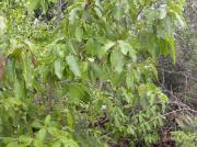 Frutos de tilo (Ocotea foetens (Aiton) Benth.)