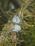 Pannaria rubiginosa (Ach.) Bory