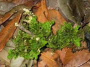 Pseudocyphellaria aurata (Ach.) Vain