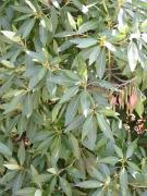 Hojas de viñátigo (Persea indica (l.) Spreng)