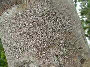 Pertusaria pertusa (Weigel) Tuck , Pertusaria flavida  y Pertusaria amara