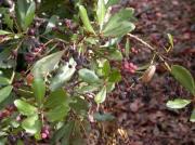 frutos de faya (Myrica faya)