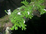 Lobaria pulmonaria  (L.) Hoffm.