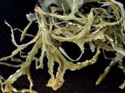 Ramalina farinacea (L.) Ach.