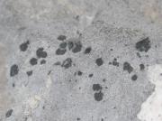 Anema nummularium (Durieu & Mont.) Nyl.?