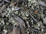 Cladonia convoluta (Lam.) Cont