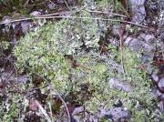 Cladonia convoluta (Lam.) Cont. et Cladonia rangiformis Hoffm. var. pungens (Ach.) Vain