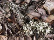 Cladonia rangiformis var. pungens (aCH.) vAIN