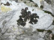 Collema cristatum (L.) F.H. Wigg