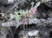 Marchandiomyces aurantiacus (Lasch.) Diederich & Etayo, Evernia prunastri (L.) Ach. et  Parmelina carporrhizans (Taylor) Poelt & Vezda