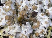 Stigmidium sp champignon lichenicole