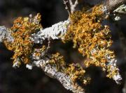 Teloschistes chrysophthalmus (L.) Th. Fr. et Physcia stellaris (L.) Nyl.