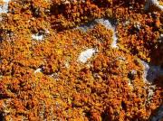 Xanthoria calcicola Oksner