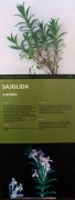 Cartell: Sajolida.(Satureja montana)