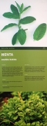 Menta. (Mentha sativa)