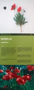 Cartell: Rosella (Papaver rhoeas)