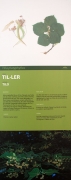 Cartell: Til-ler. (Tilia platyphyllos)