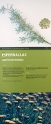 Cartell:Espernallac (Santolina chamaecyparissus)