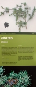 Cartel: Ginebró. (Juniperus Communis)
