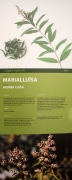 Cartell: Marialluïsa (Aloysia citrodora)