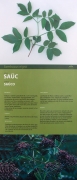 Cartell: Saüc (Sambucus nigra)