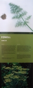 Cartell: Fonoll (Foeniculum vulgare)