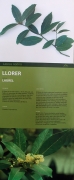 Cartell:l Llorer (Laurus nobilis)