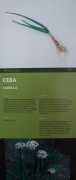 Cartell: Ceba (Allium cepa L.)