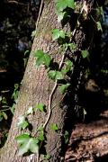 Heura (Hedera helix)