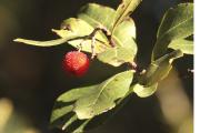 Arboç (Arbutus unedo)