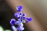 Les flors del meu jardí