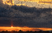 Estornell vulgar (Sturnus vulgaris) i sol