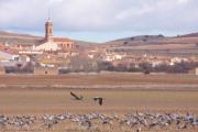 Tornos i les grues