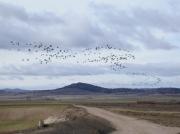 Estol, bando de grullas al amanecer